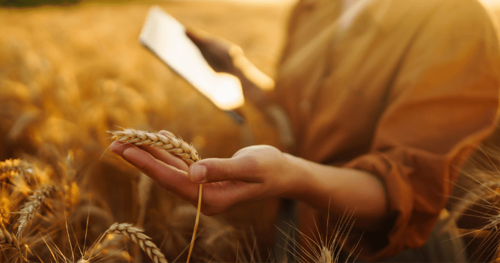 person touching wheat in a field while holding tablet