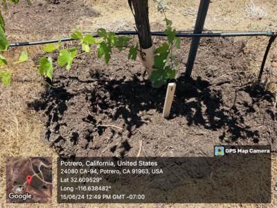 Mulched plant comparison