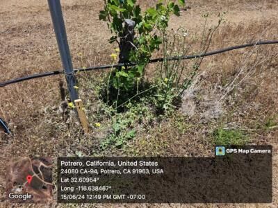 Unmulched side comparison