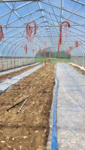 The inside of a high tunnel, showing alternating rows of uncovered soil and soil covered with clear plastic for solarization research.