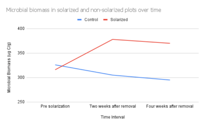 A graph showing the microbial biomass in solarized and non solarized plots over time, with solarized plots higher than the control.