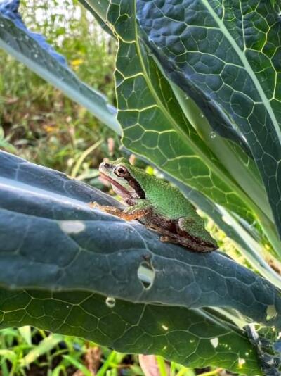 A green tree frog perched on the leaf of a kale plant in an organic farm field.