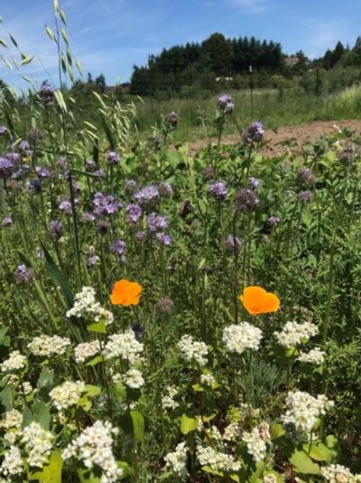 Picture of summer cover crop in bloom. Includes Oats, White flowering buckwheat, orange California poppies, and purple phacelia.