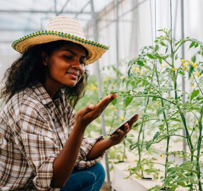 In a technological greenhouse a black woman agronomist joyfully checks and controls tomato quality with a tablet.