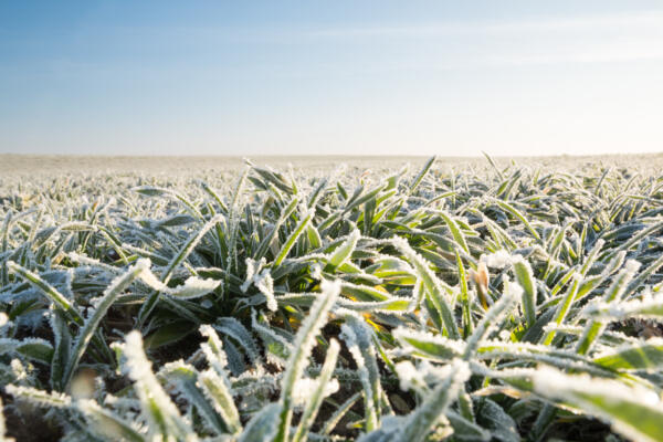 farm field with first frost of winter