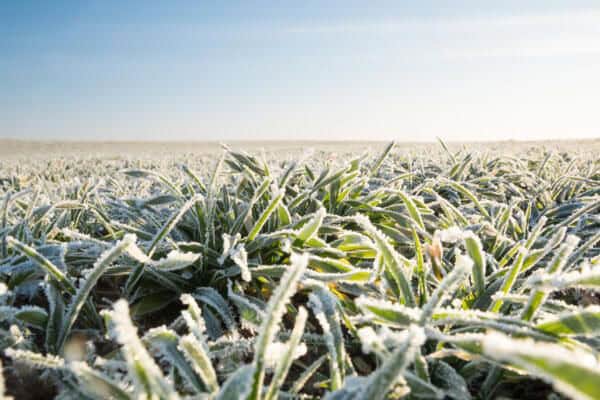 farm field with first frost of winter