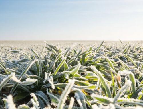 First Frost and Federal Deadlines