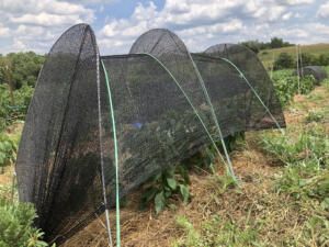 shade net over organic peppers during on-farm research at Trouvaille Farm in Ohio