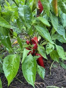 Trouvaille Farm farmer-led trial organic peppers