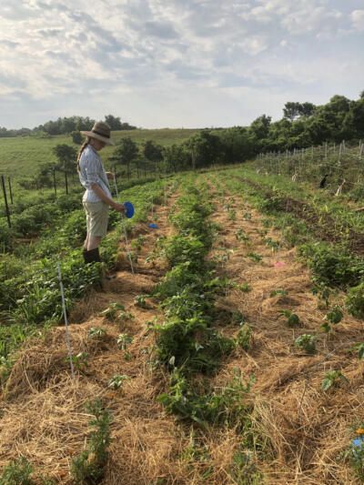 female organic farmer in Ohio inspects pepper plants as part of an on-farm research trial