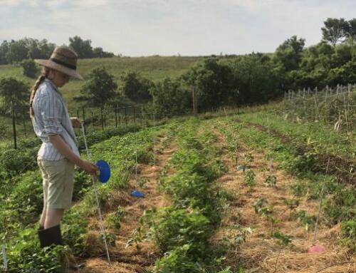 Farmer Led Trials Program Spotlight: Trouvaille Farm