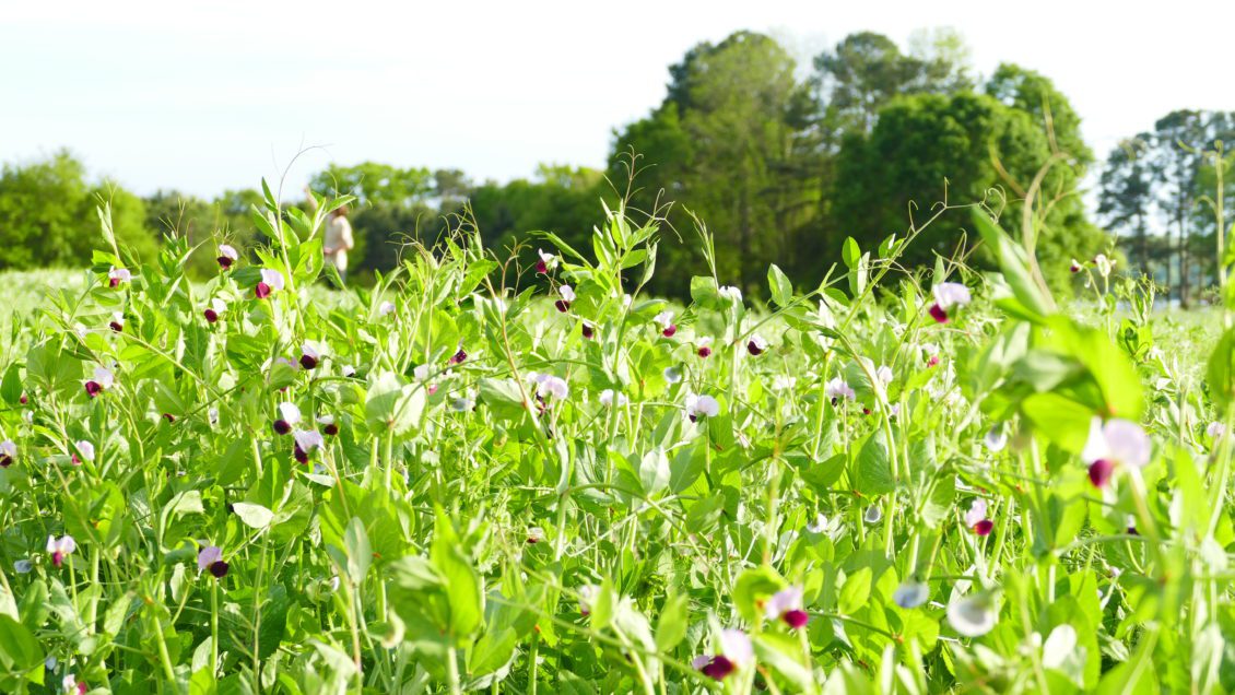 A lush field of green cover crops with purple and white blossoms under bright sunlight.