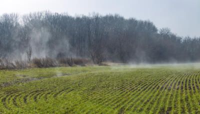 Winter cereals, winter grains, fall cereals, fall grains, or autumn-sown grains wheat field in early spring in fog. First green shoots of winter wheat.