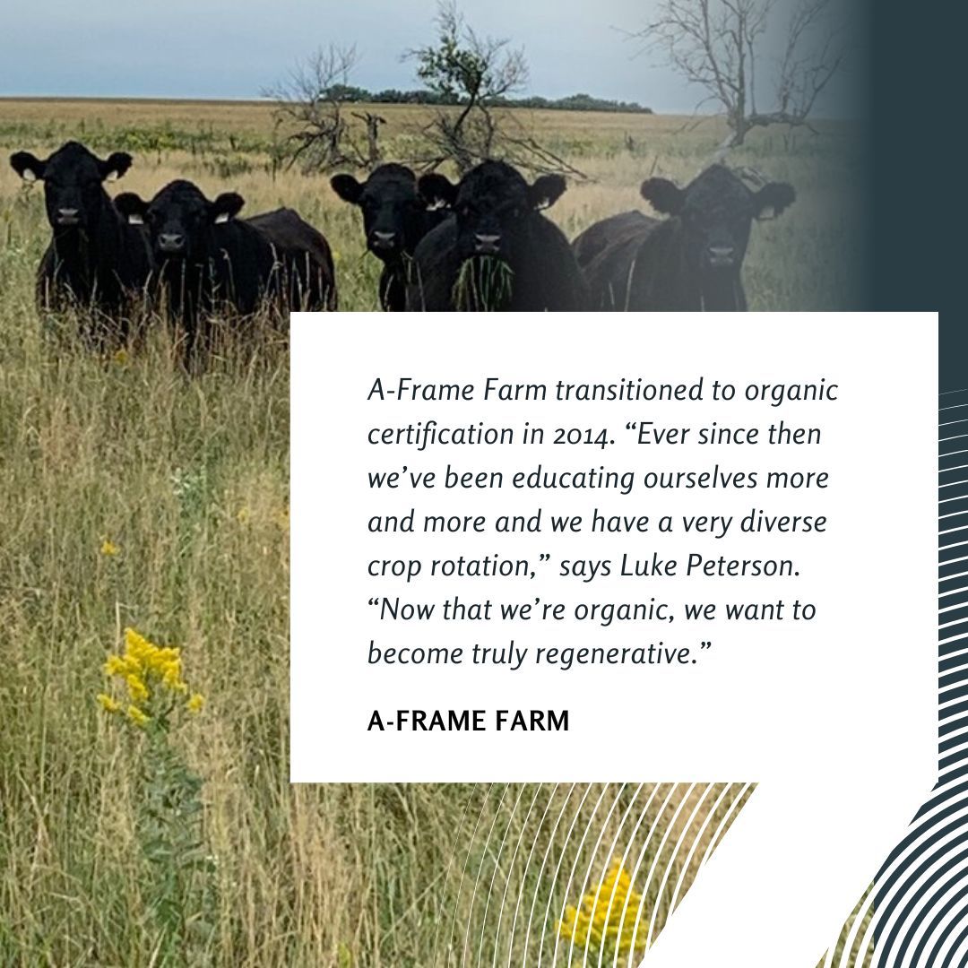 Several black calves facing the camera in a field of green and yellow, in foreground is a quote on white background about transitioning to organic certification.