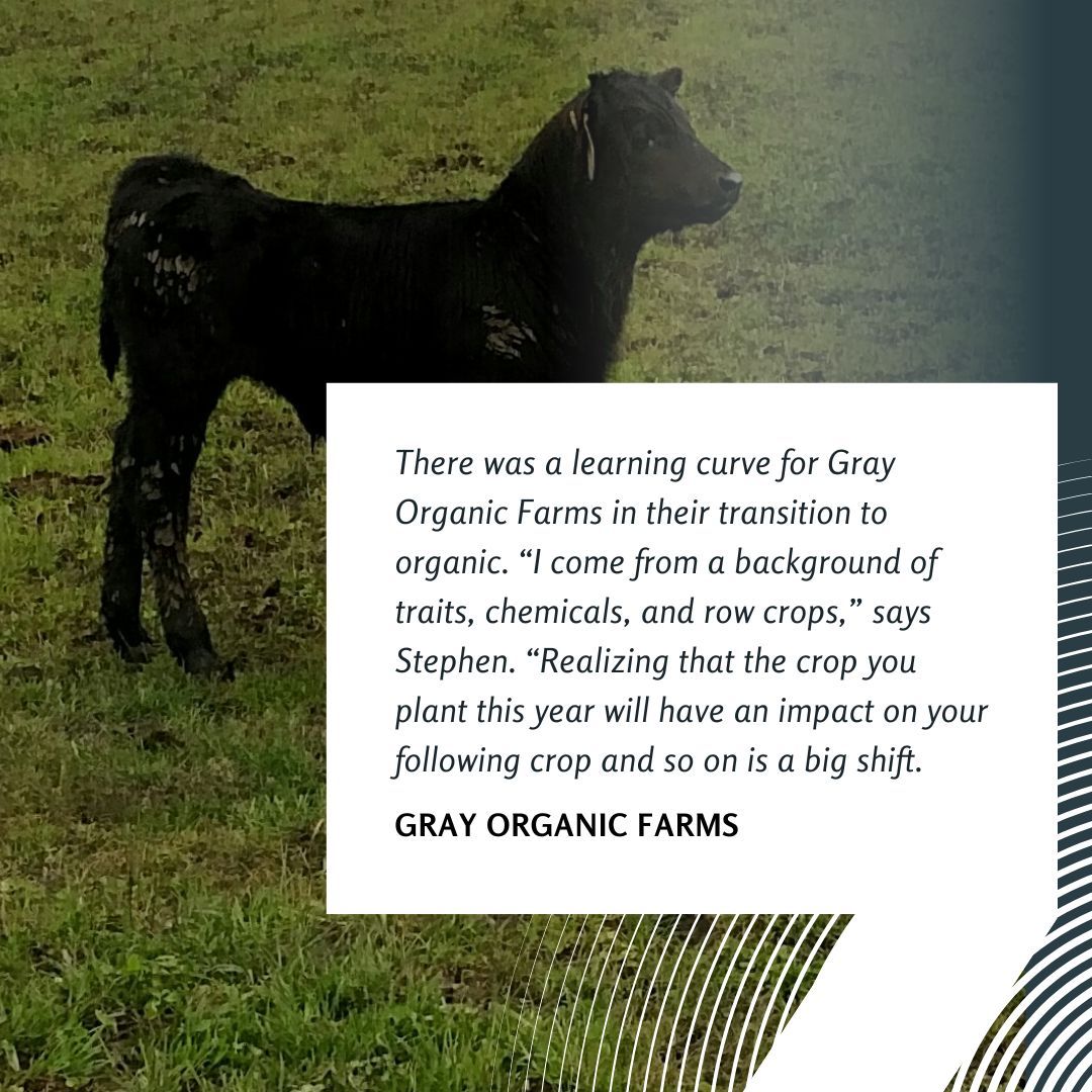 Image of black calf in field, with quote from Gray Organic Farms about the learning curve of transitioning to organic certification.