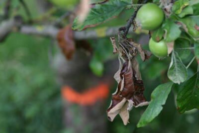 fire blight affects the leaves of an apple tree causing browning and curling