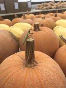 praying mantis on stem of pumpkin