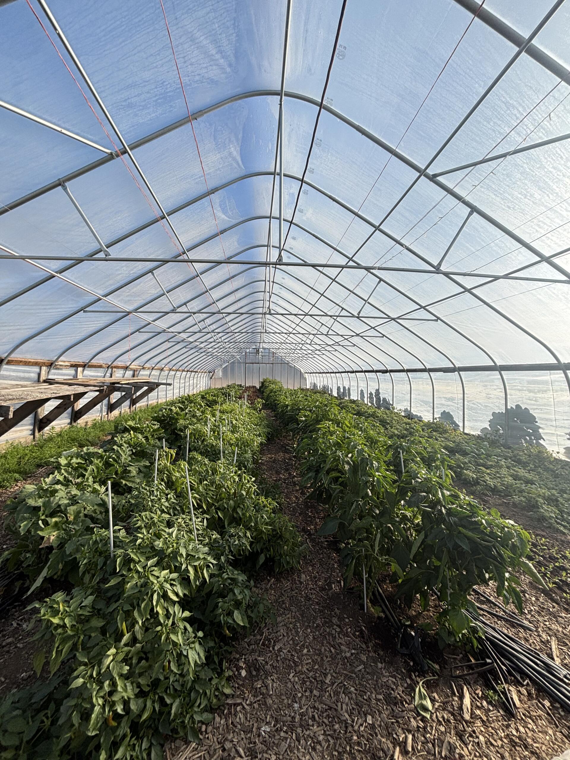 rows of organic veggies in a high tunnel at Kennebec Valley Farm, part of the Farmer Led Trial Program with OFRF