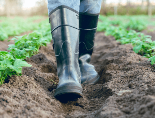 OFRF Launches Organic Stewardship Council to Strengthen Farmer-Centered Programs and Advocacy