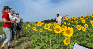 field day with participants looking at a field of sunflowers