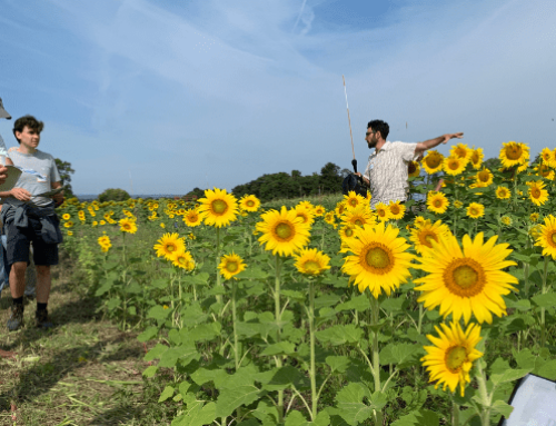 Is the Future of Organic Food at Risk? Research Funding Holds the Answer