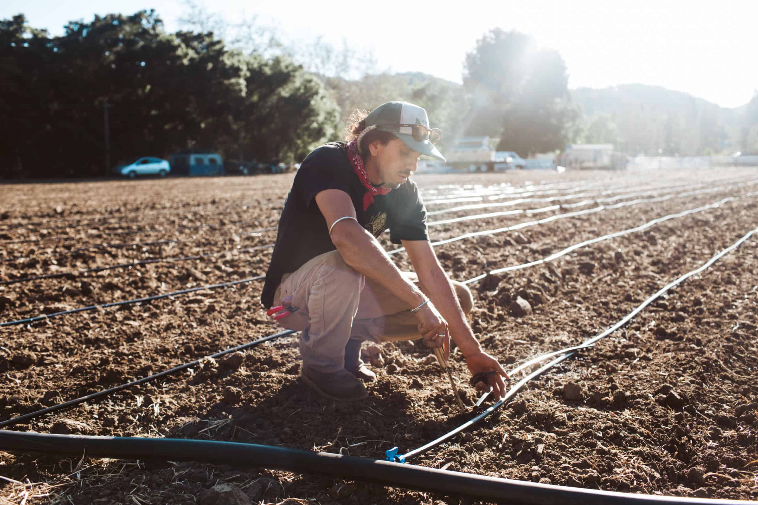 Farmer at Three Feathers Farm points at young plants in the soil.