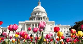 photo of tulips in front of US Capitol