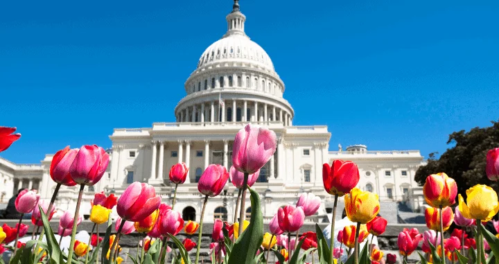 photo of tulips in front of US Capitol