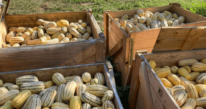 WP Featured Images (720×381)