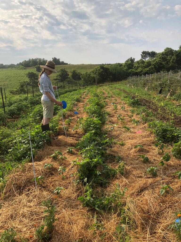 An apprentice in the pepper field at Trouvaille Farm (2024 OFRF Farmer-Led Trial researcher)