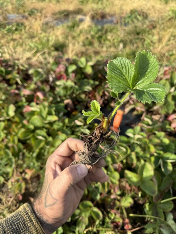 Strawberries – foliage and root