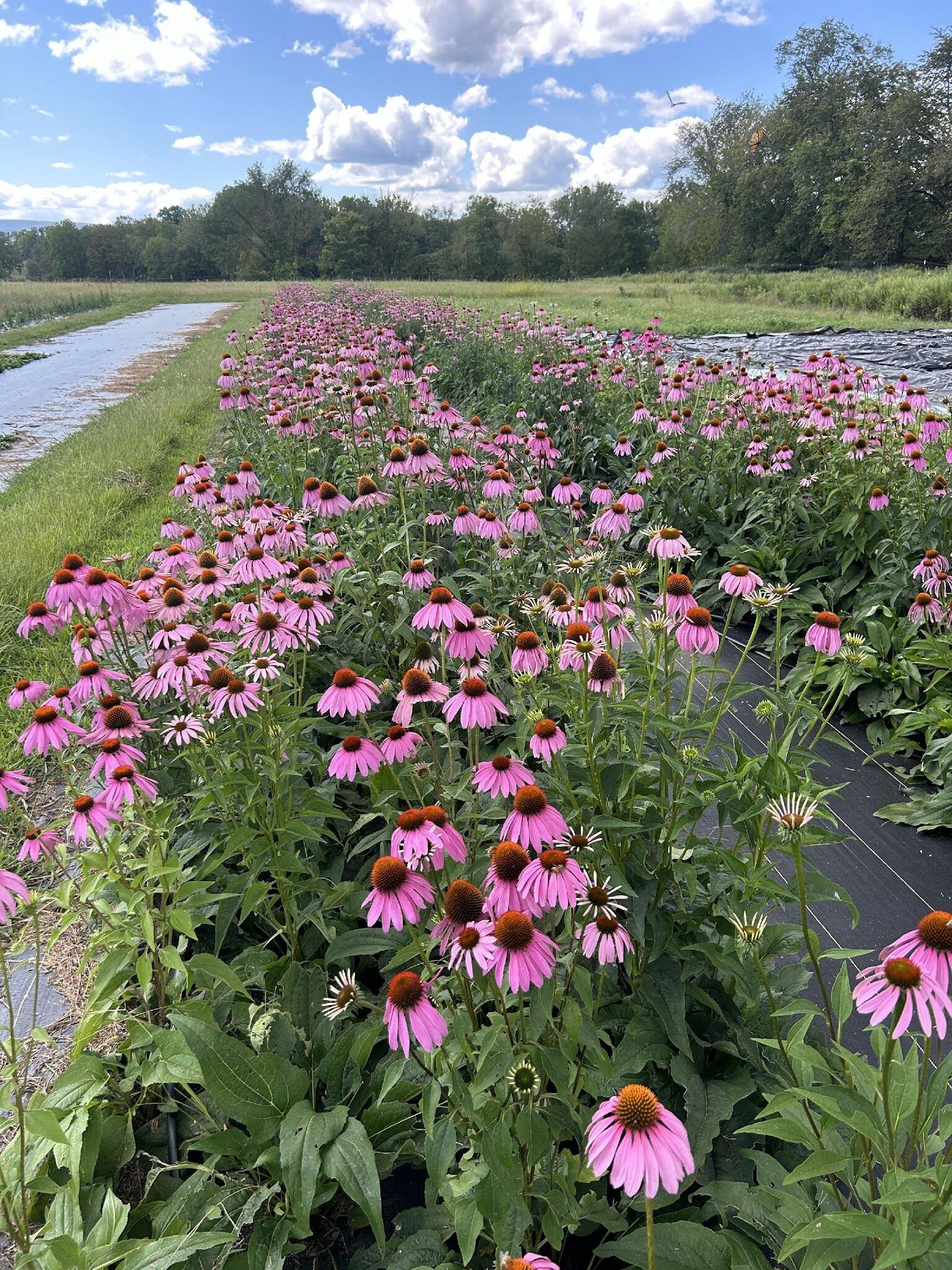 Native plants A field of echinacea grows at Four Fold Farm, an organic farm in New York State.