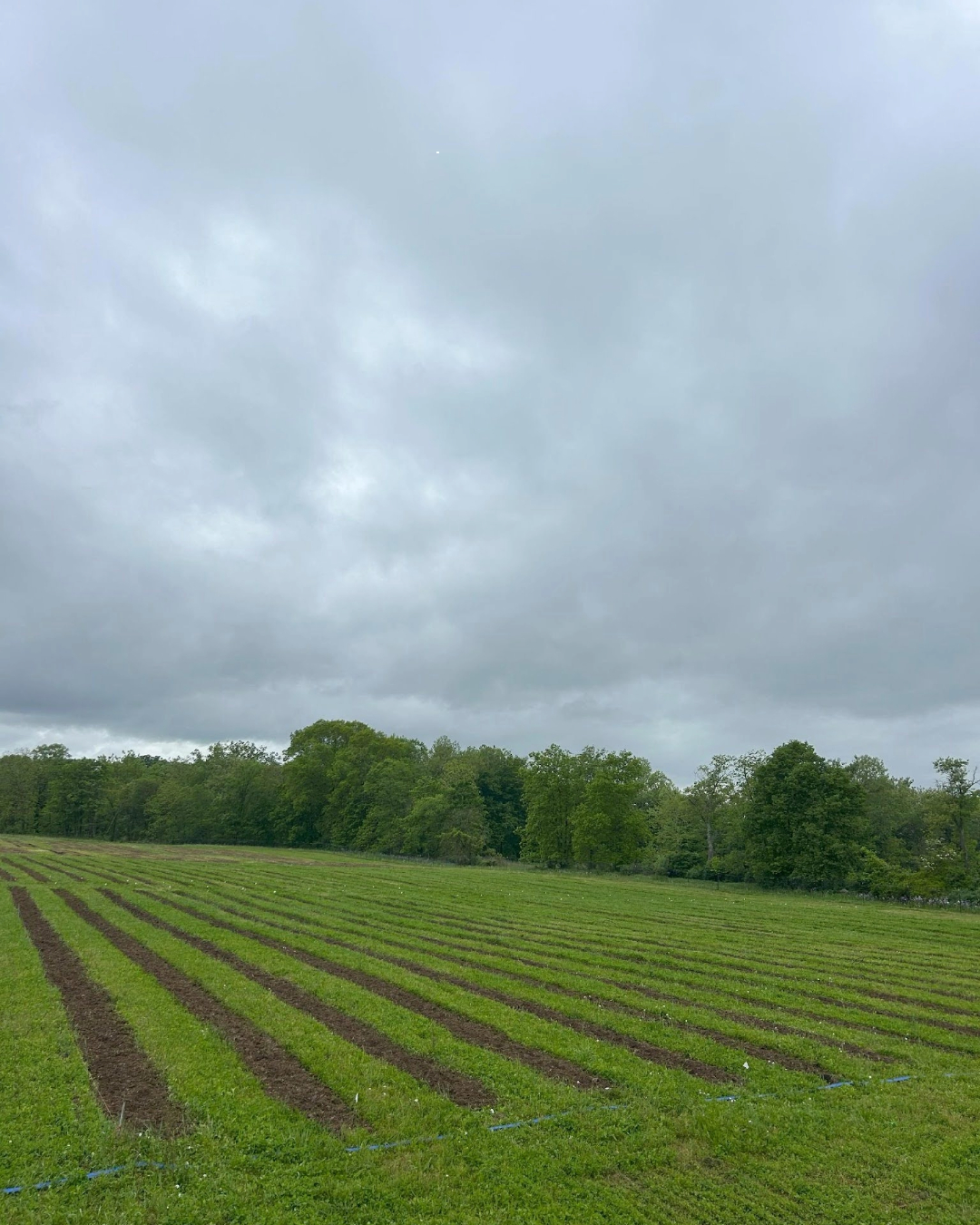 Strip tillage A field at an organic farm has strips tilled with brown soil showing in between green pathways covered with grass.