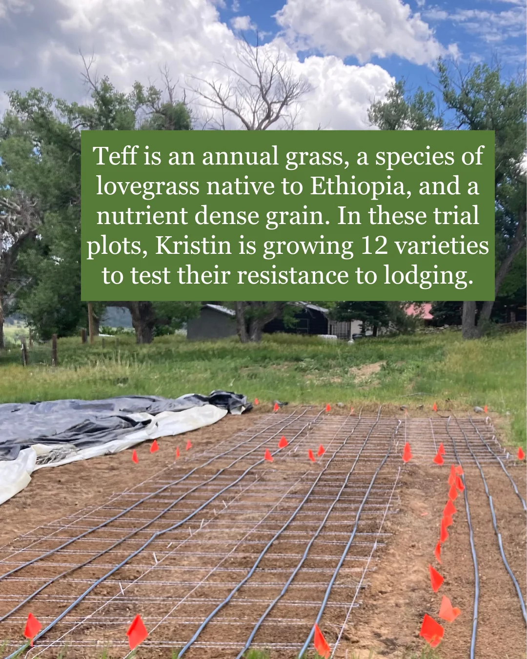 photo of FLT research trial with caption