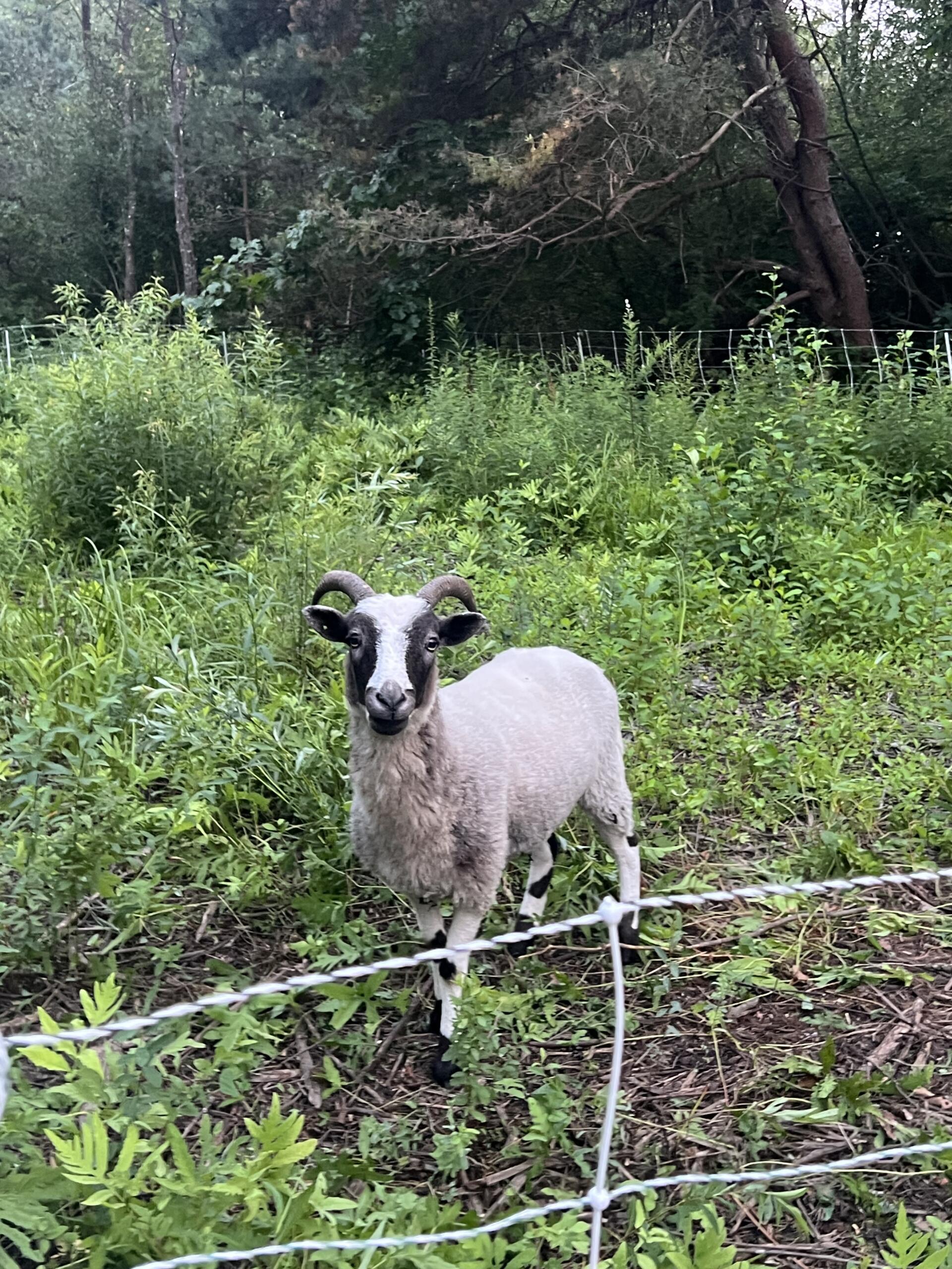 Woven Trifecta – FLT – livestock