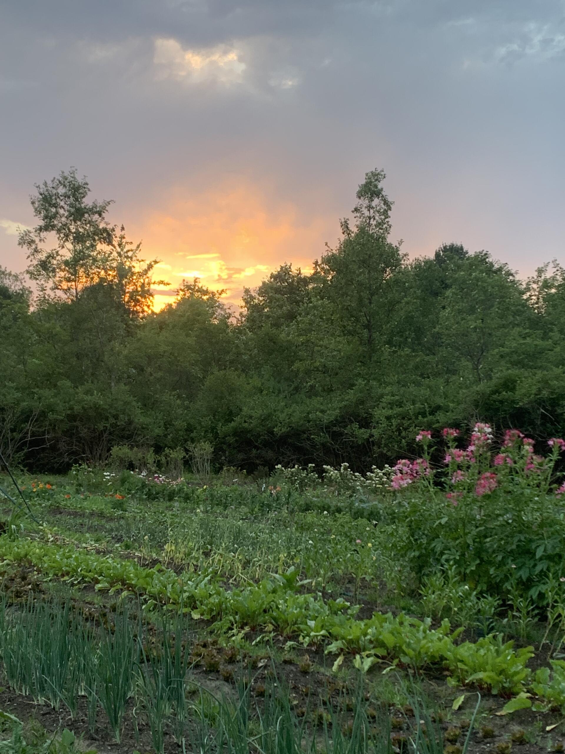 Woven Trifecta – FLT – sunset