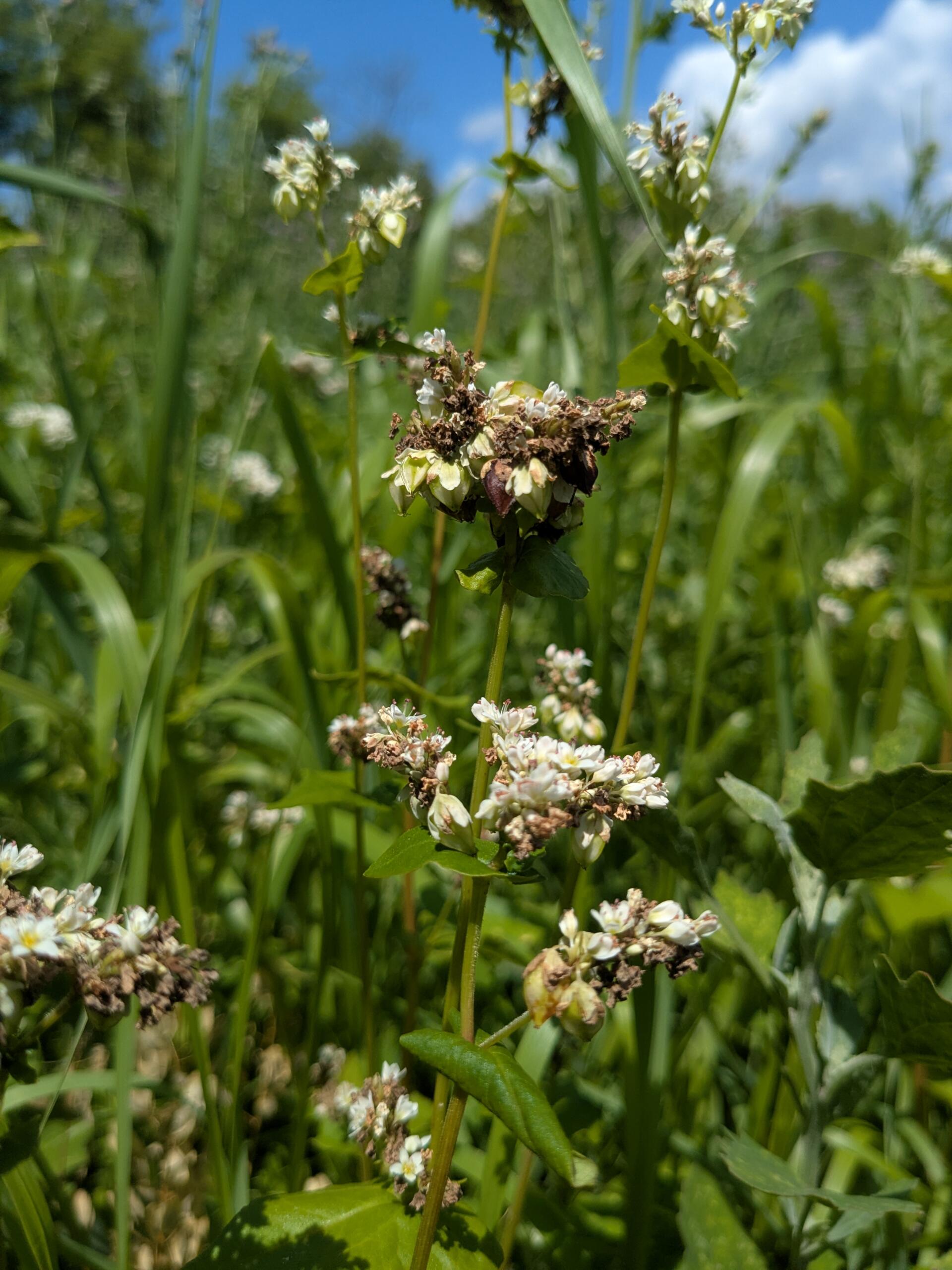 trophy buckwheat 2025