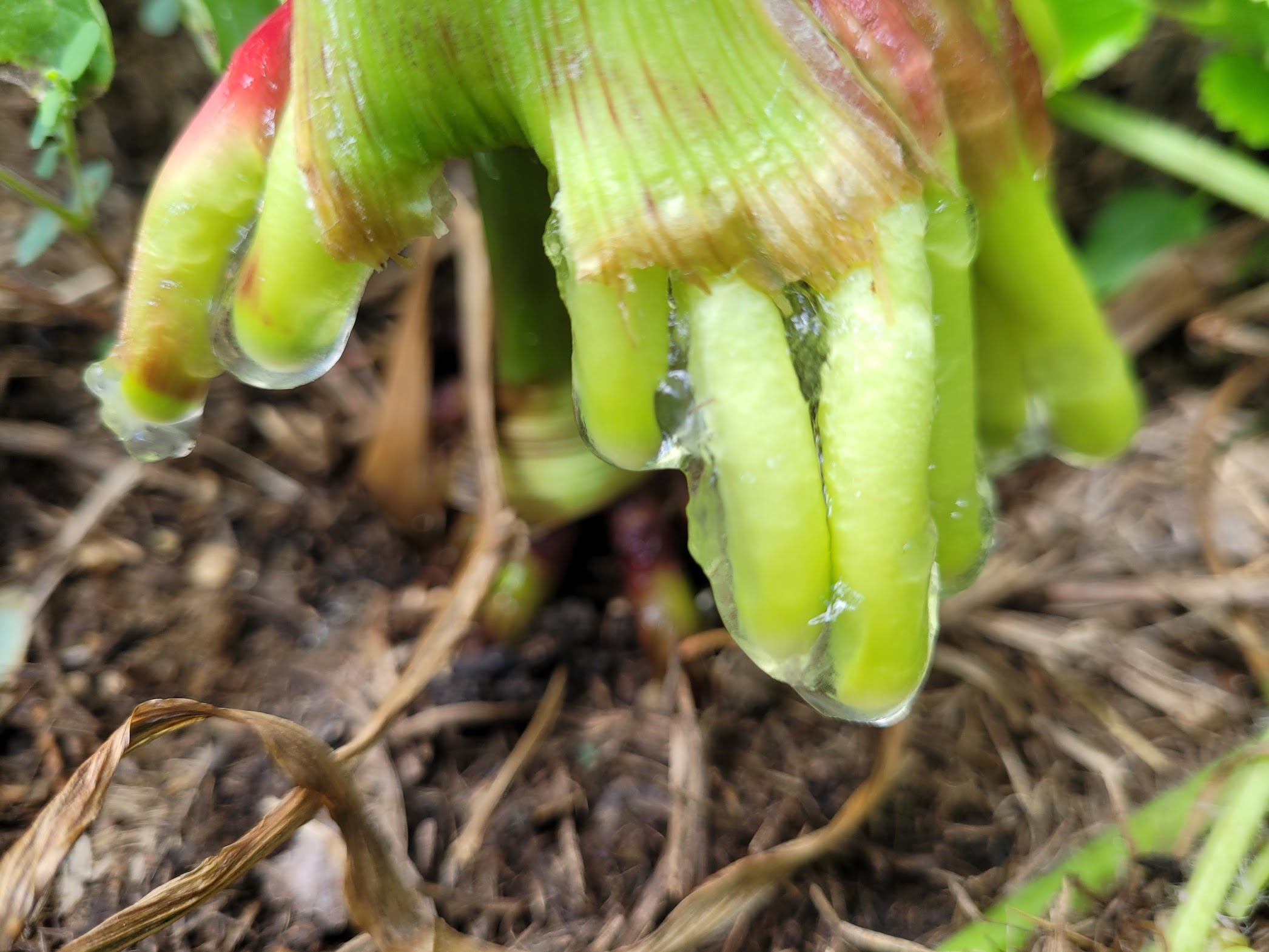 6 weeks 2nd brace root mucilage – Barry Young, Young Family Farms