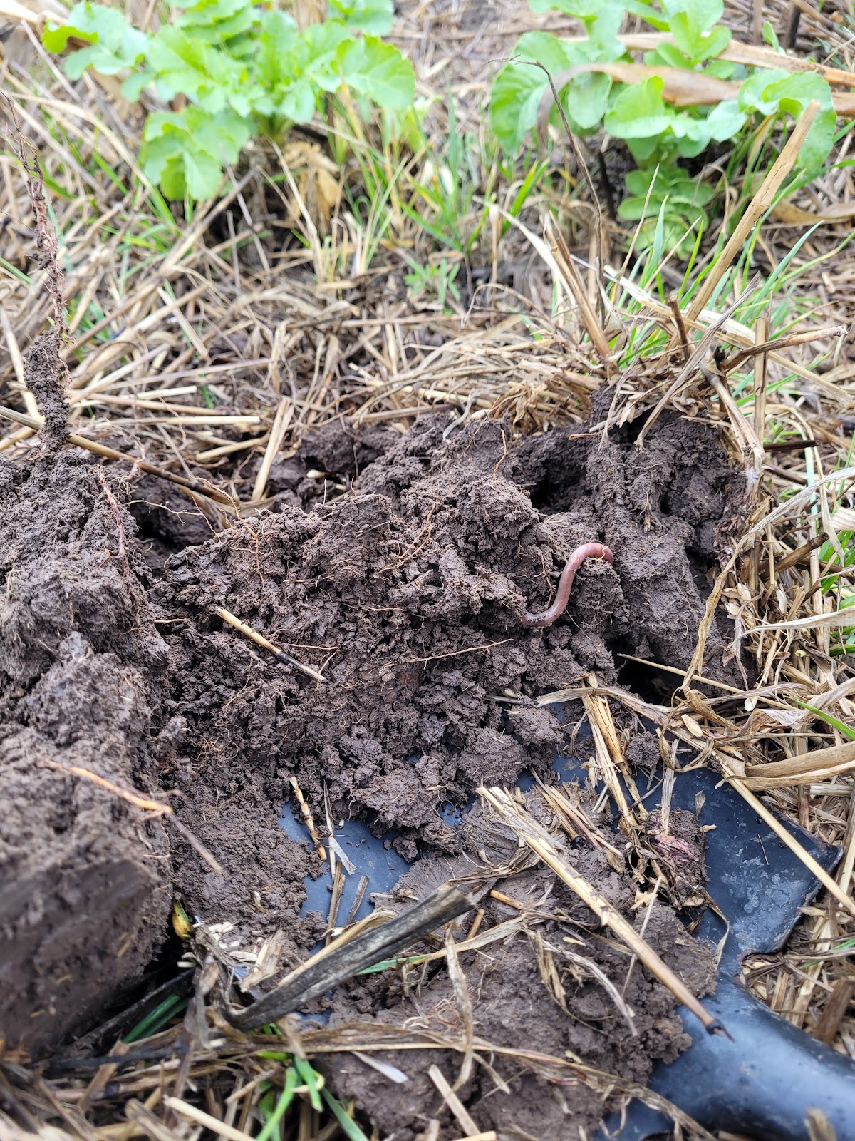 NOV WORM in cover crop Barry Young, Young Family Farms