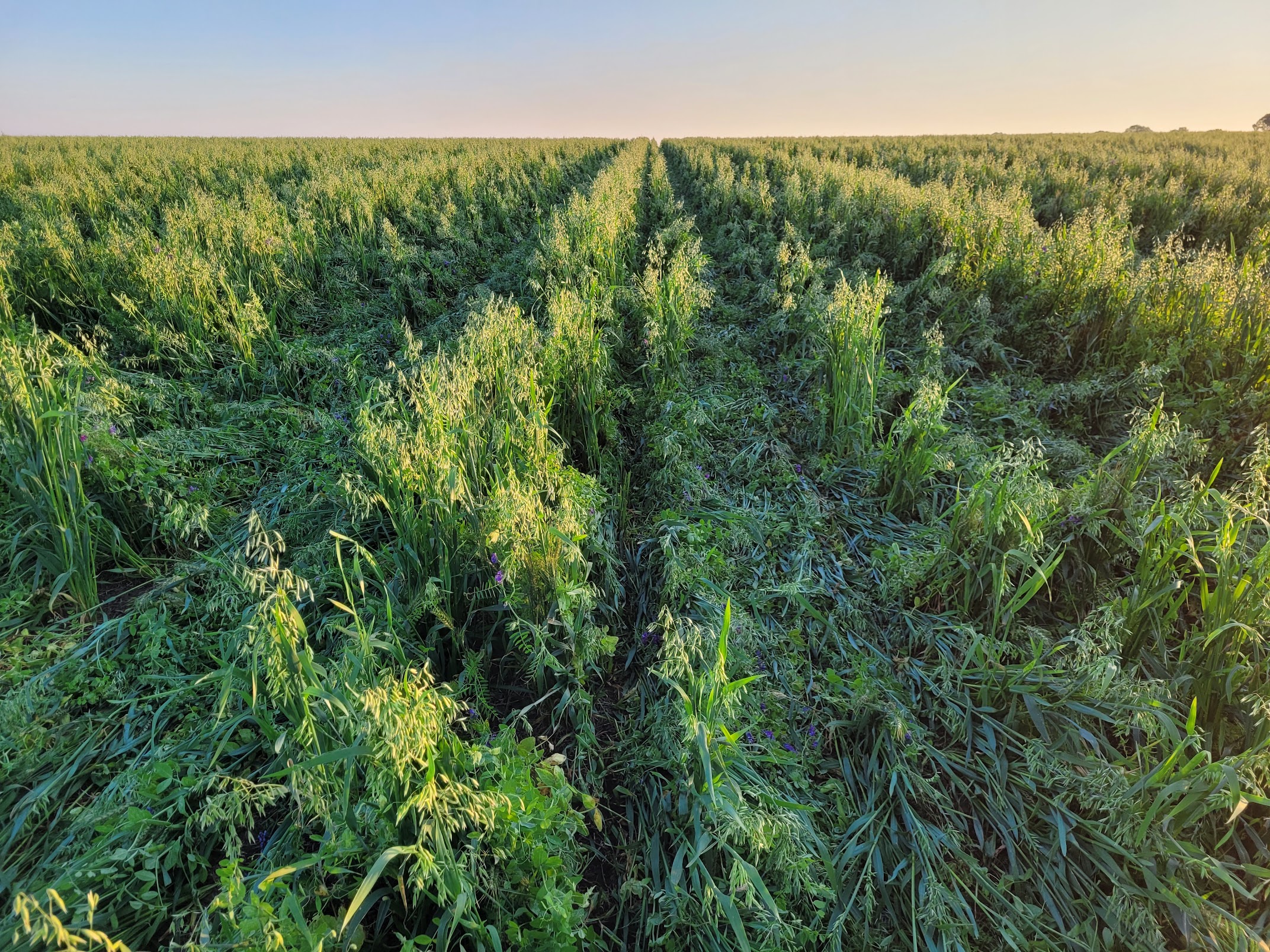 Pre-Corn emergence, 10 ton pea-oat Cover Crop following corn planting, Barry Young, Young Family Farms