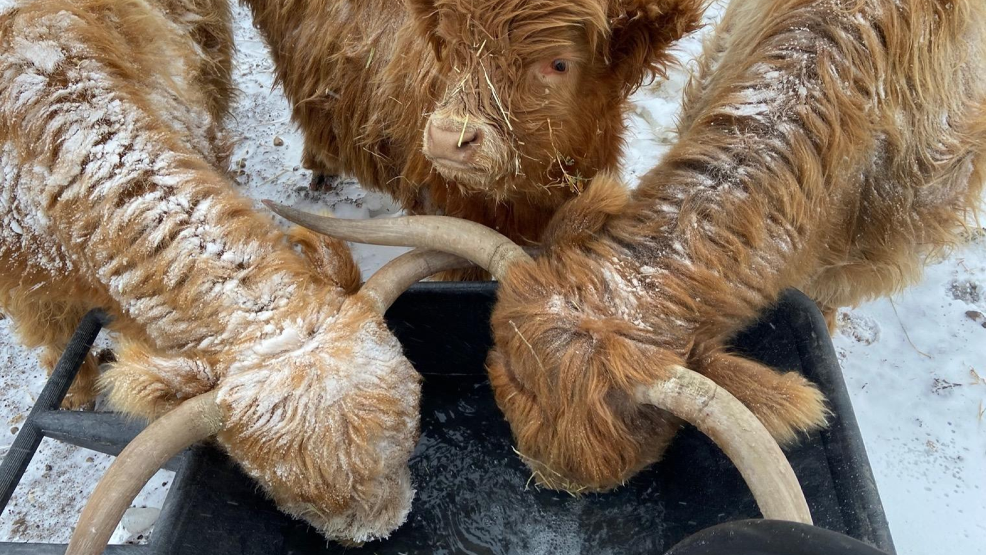 three Highland cattle drinking from a water trough