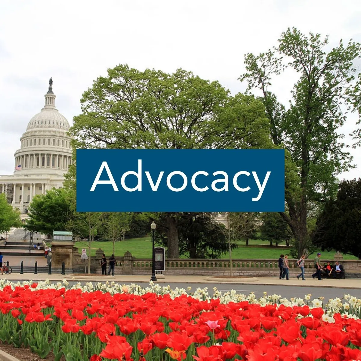 Advocacy Image of Capitol Building in Washington DC with red tulips blooming in foreground with the label "Advocacy"