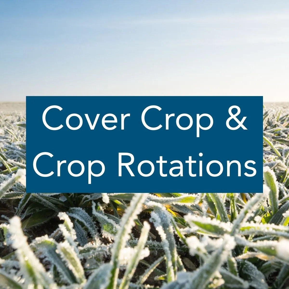 Cover Crops & Crop Rotations Image is a close up of frost on plants in a field, with the label "Cover Crop and Crop Rotations"