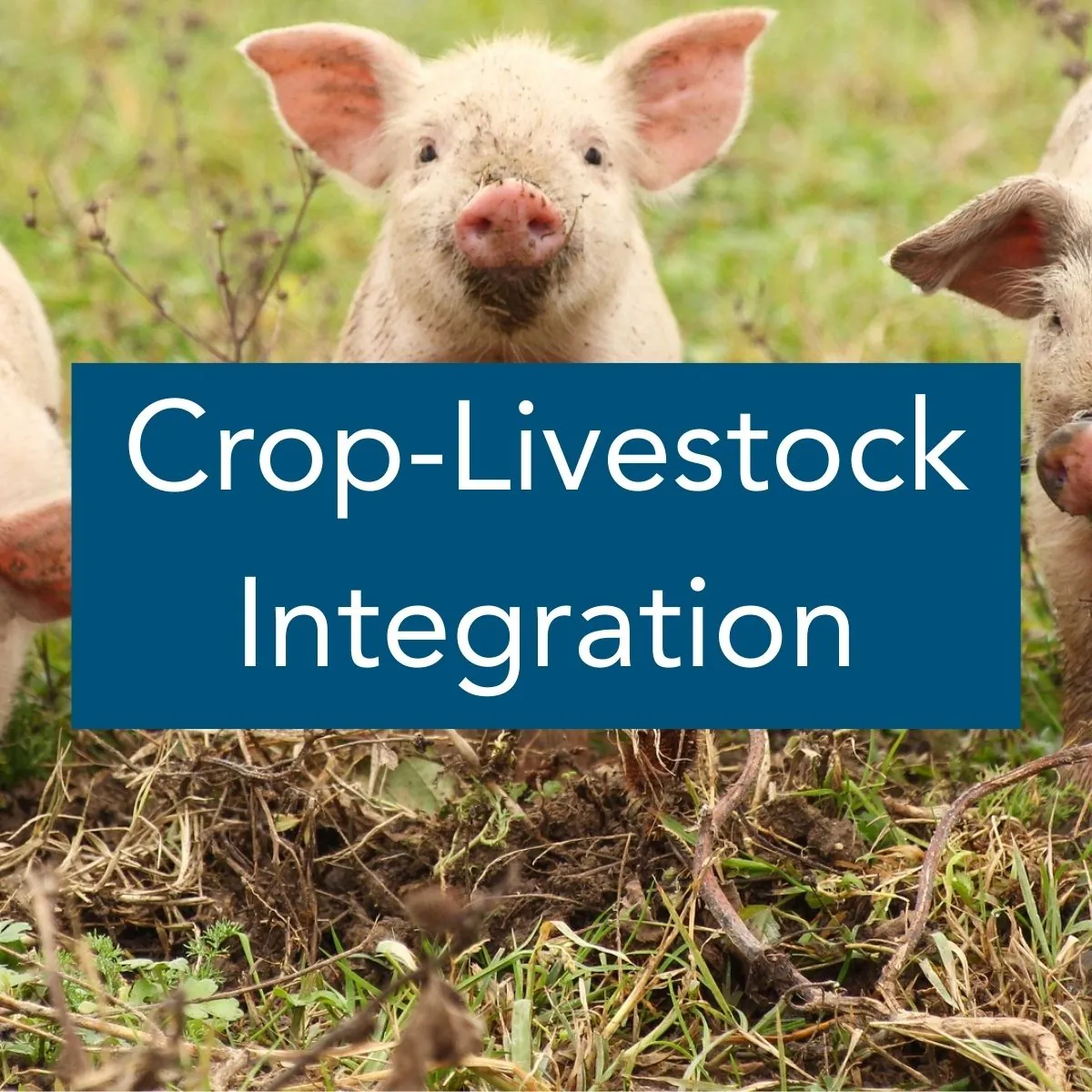 Crop-Livestock Integration Image of a young pig looking directly at the camera with the label "Crop-Livestock Integration"