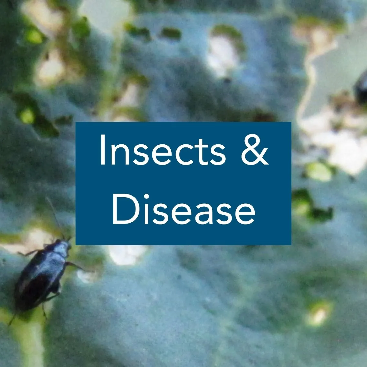 Insects & Disease Image is a close up of a brassica leaf with holes in it from beetles, with the label "Insects and Disease"