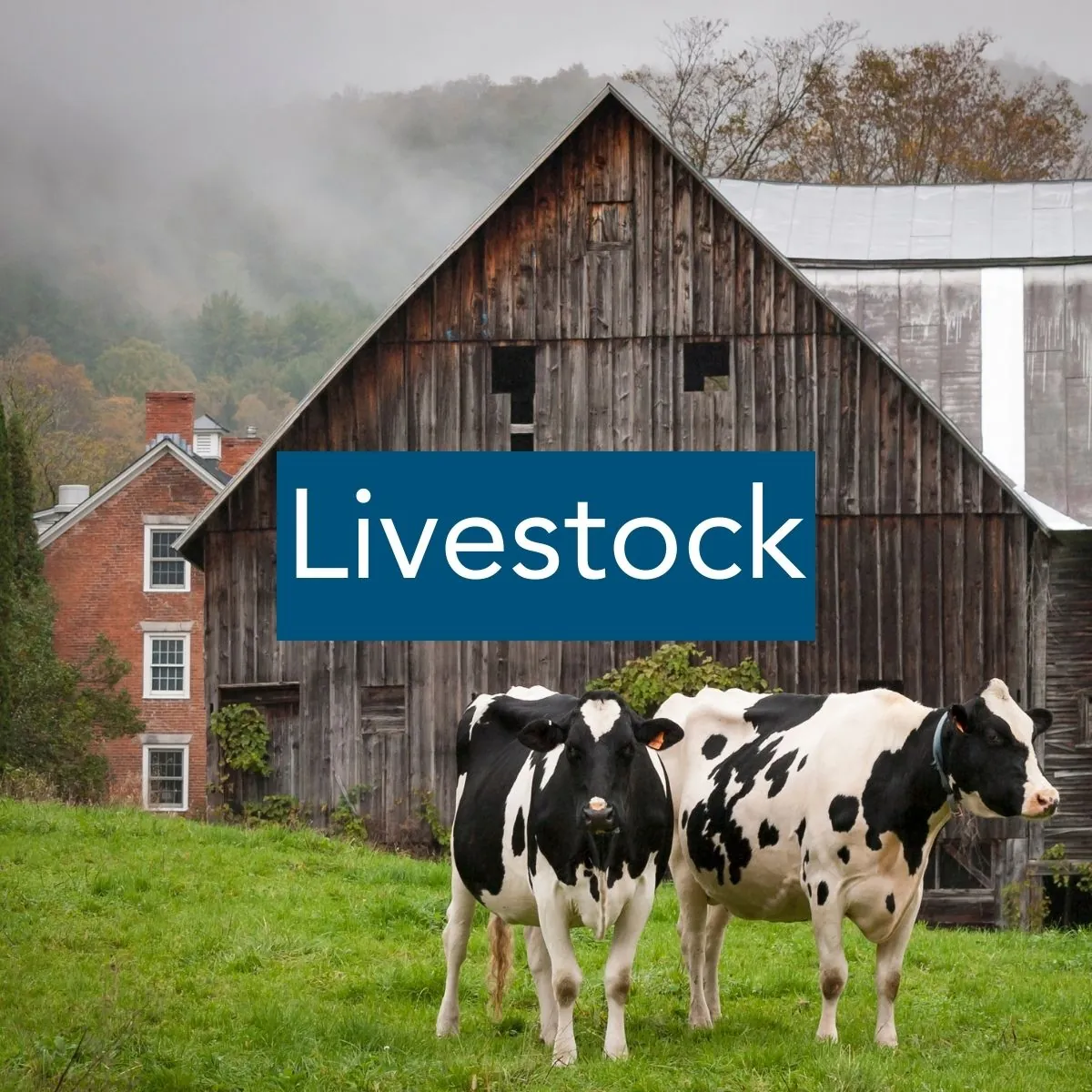 Livestock Image of two black and white cows standing in front of a weathered gray wood barn, with the label "Livestock"