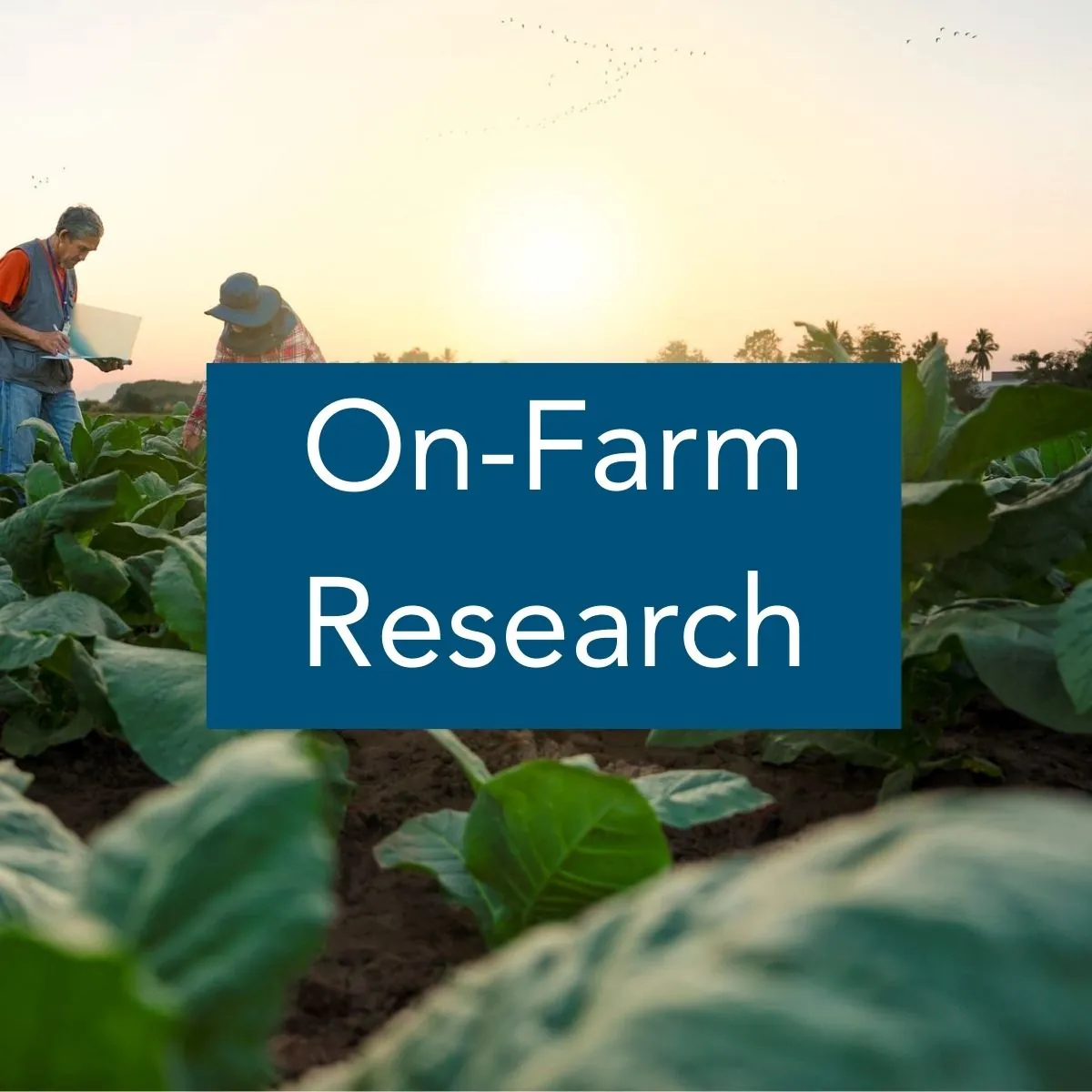 On-Farm Research Image of a crop field with two people in the background, looking down at plants, with the label "On-Farm Research"
