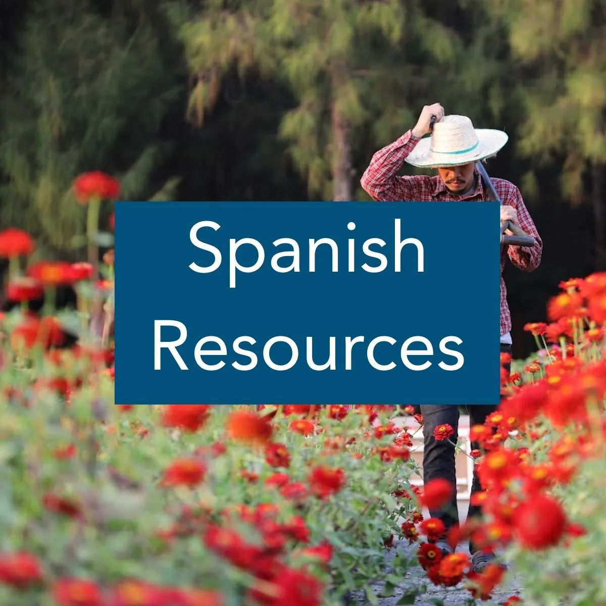 Spanish Resources Image of a farmer in a plaid shirt and wide brim hat walking through a field of red flowers, with the label "Spanish Resources"