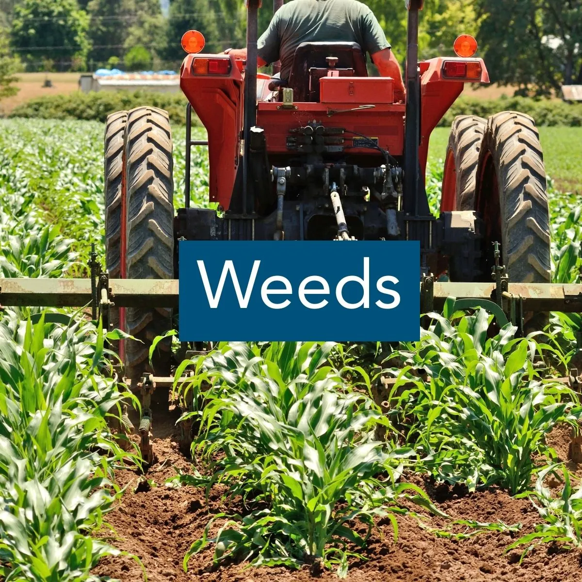 Weeds Image of the back of a cultivating tractor driving through rows of small corn plants, with the label "Weeds"