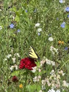 Monitoring Pollinator Health